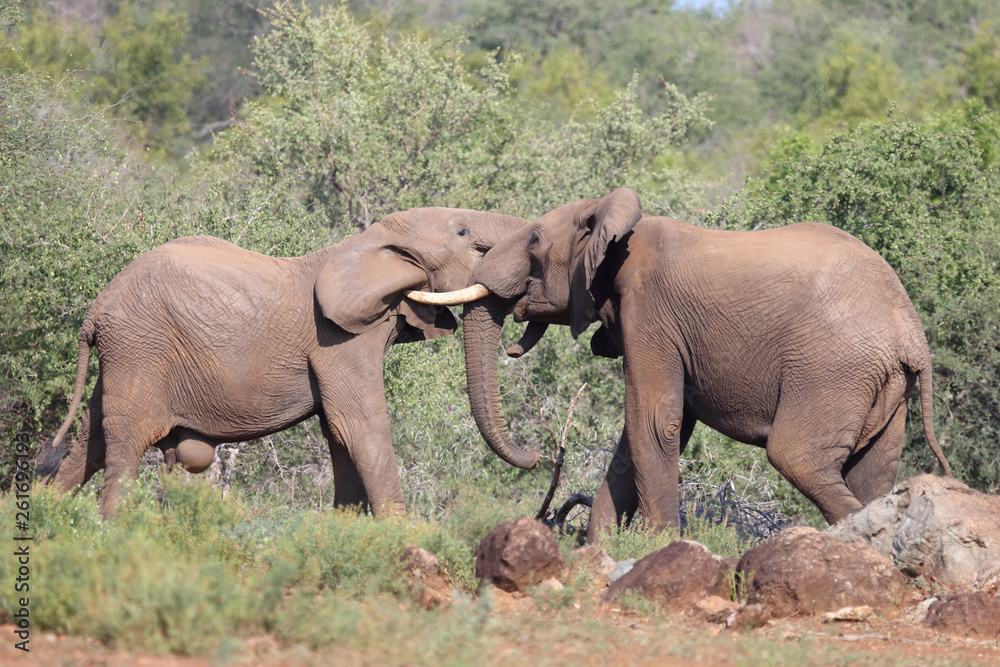 Fototapeta premium Afrikanischer Elefant / African elephant / Loxodonta africana.