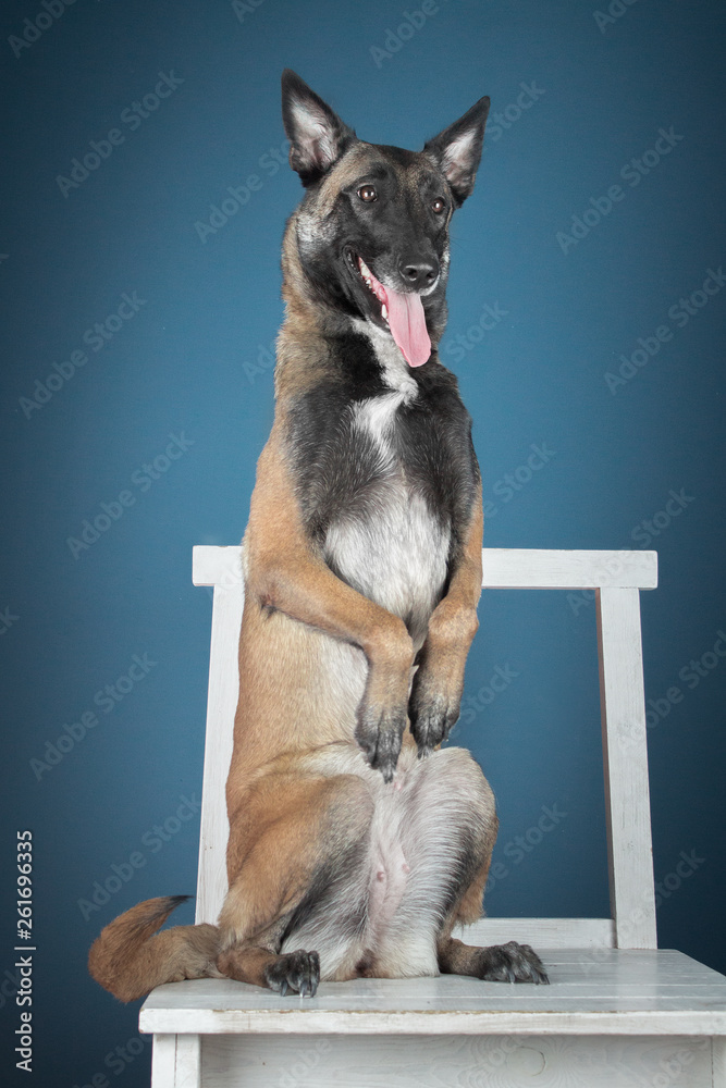 Malinois in studio