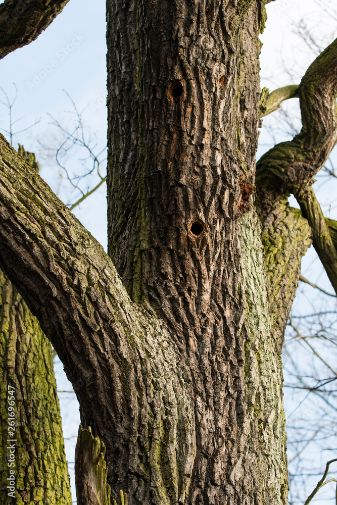 Bird hole in tree trunk.