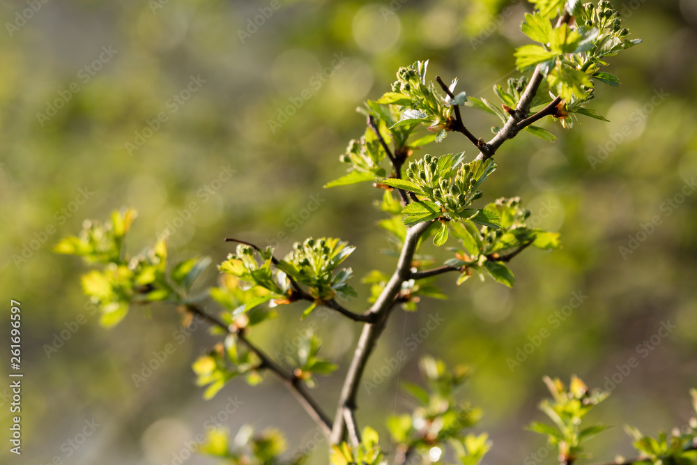 Crataegus - Buds of hawthorn flowers with green leaves. Crataegus - Buds of hawthorn flowers with green leaves.