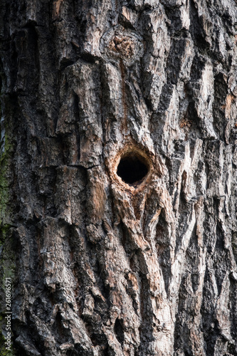 Bird hole in tree trunk.