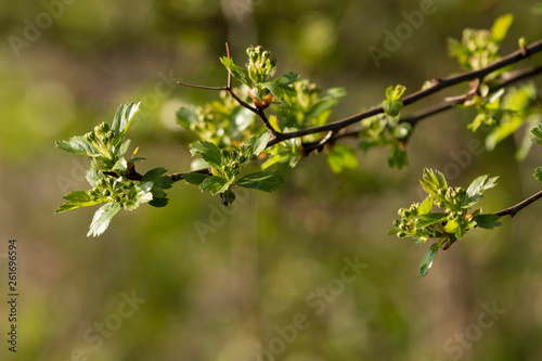 Crataegus - Buds of hawthorn flowers with green leaves.