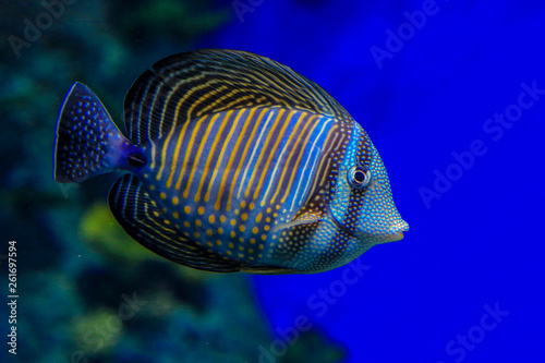 Zebrasoma desjardinii in blue water on a background of corals. Fish close-up, side view.
