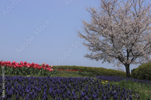 Wallpaper Mural 馬見丘陵公園の春 Torontodigital.ca