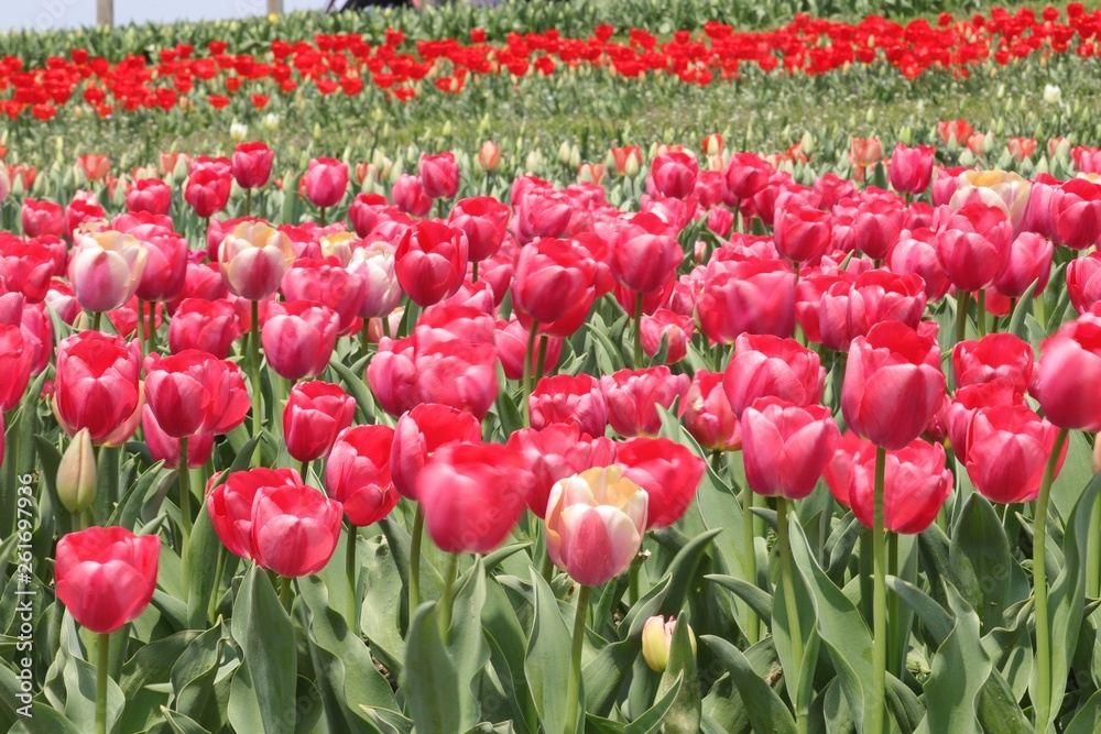 Fototapeta premium 馬見丘陵公園の春