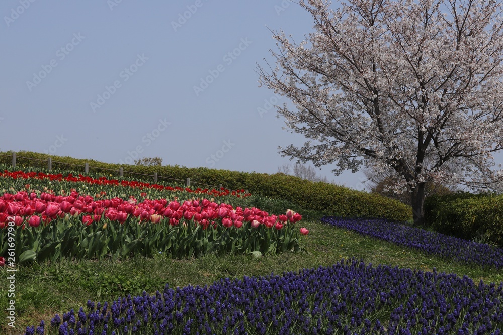 馬見丘陵公園の春