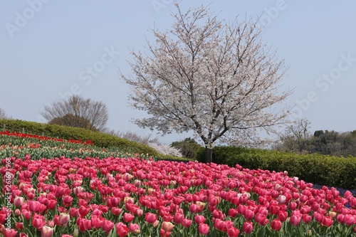 Wallpaper Mural 馬見丘陵公園の春 Torontodigital.ca