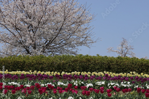 Wallpaper Mural 馬見丘陵公園の春 Torontodigital.ca