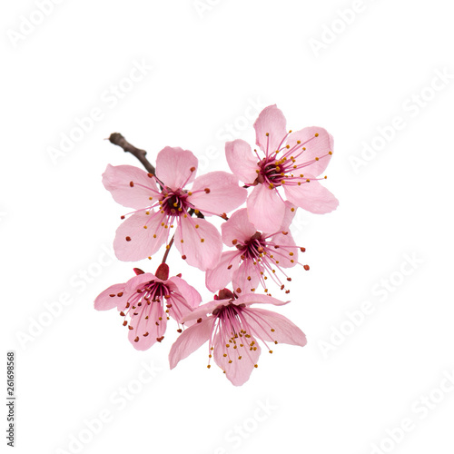 Blossoming branch with pink Cherry blossom flowers. Single spring tree branch with flowers and buds, isolated on white background. Stick tree branch from nature for design. photo