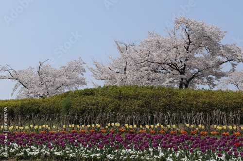 Wallpaper Mural 馬見丘陵公園の春 Torontodigital.ca