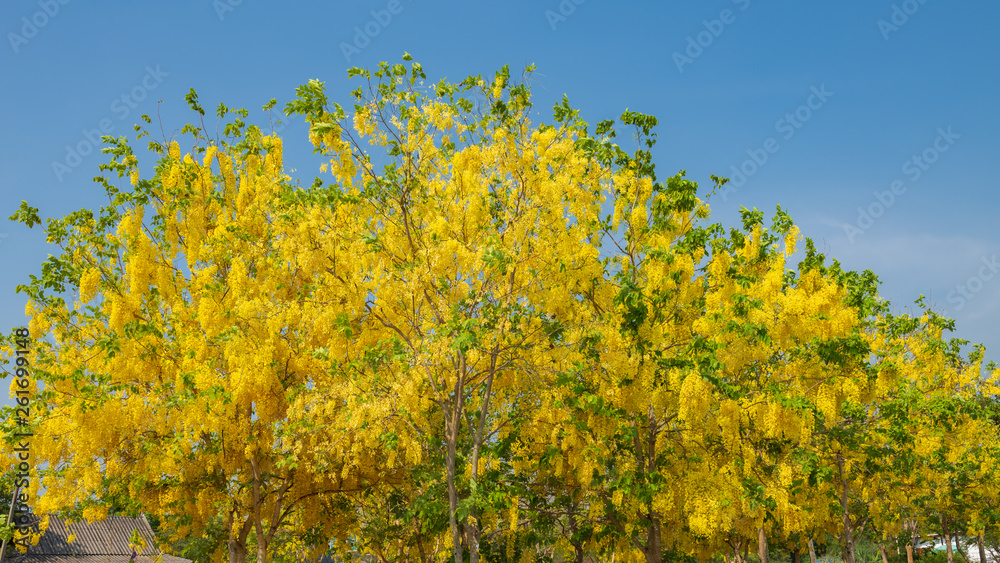 Beautiful yellow blooming flowers, Yellow Thai flower, Leaves of the Golden Shower Tree or the Golden Rain Tree  in summer  use as background or backdrop