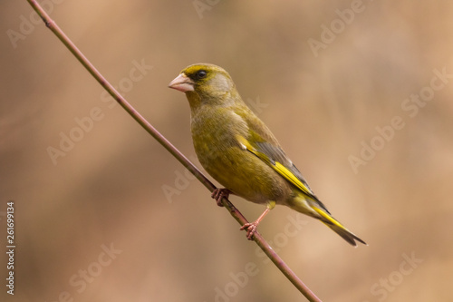 A bright greenfinch sits on a branch in the park and looks at the photographer. Urban green and yellow warbler in nature habitat. Close-up.