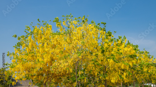 Beautiful yellow blooming flowers  Yellow Thai flower  Leaves of the Golden Shower Tree or the Golden Rain Tree  in summer  use as background or backdrop