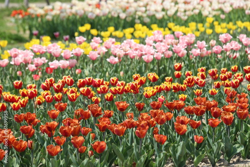 馬見丘陵公園の春