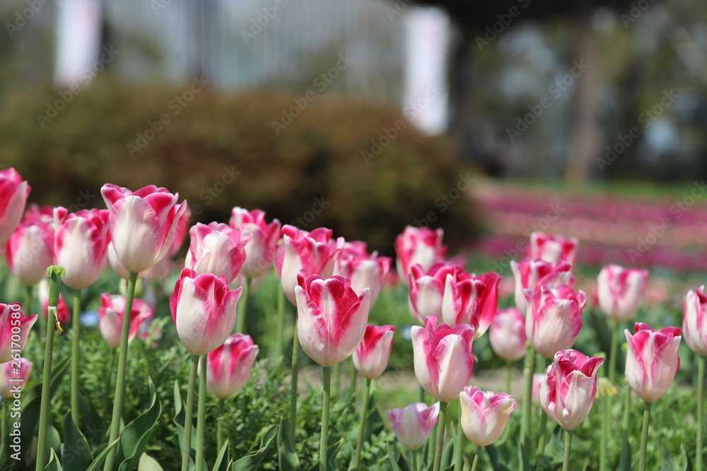 馬見丘陵公園の春 馬見丘陵公園の春