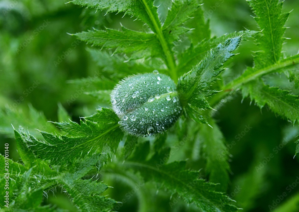 Poppy bud of the Oriental poppy is going to bloom in the green garden. Unblown red poppy flower Poppy bud of the Oriental poppy is going to bloom in the green garden. Unblown red poppy flower