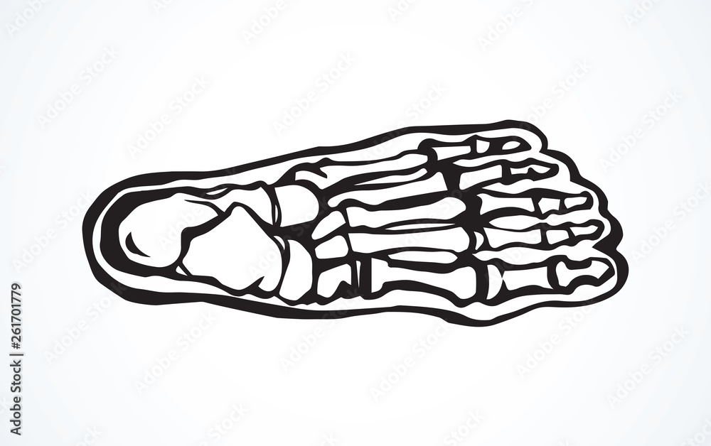 Bones of the foot. Vector drawing Bones of the foot. Vector drawing