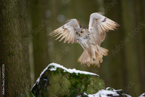 Landing western siberian eagle owl on snowy rock