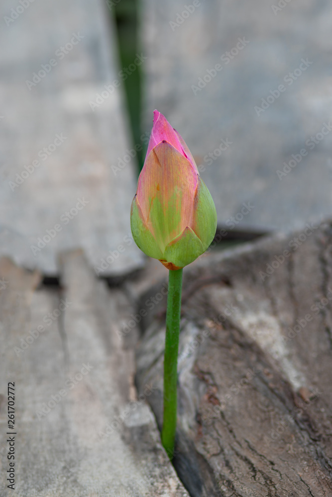 A power of life. A pink lotus flower made its way through wooden floors.