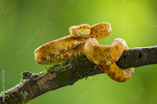 Bothriechis schlegelii, the eyelash viper, is a venomous pit viper species found in Central and South America © Milan