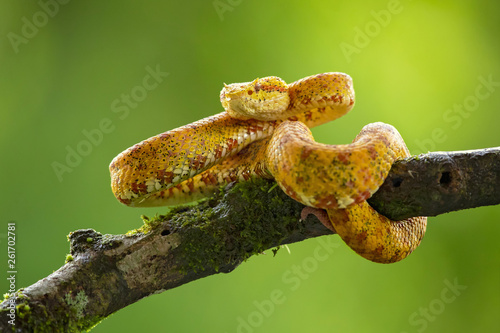 Bothriechis schlegelii, the eyelash viper, is a venomous pit viper species found in Central and South America