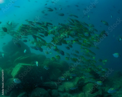 The silhouette of schooling fish in Baja California, Mexico