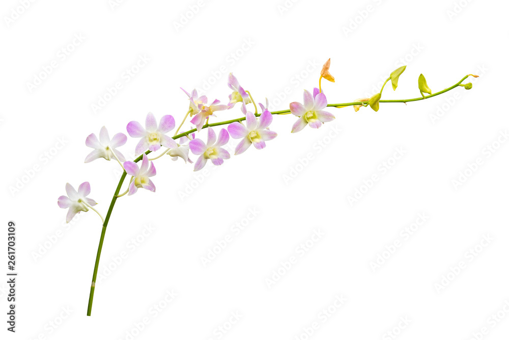 flower plant isolated with clipping path