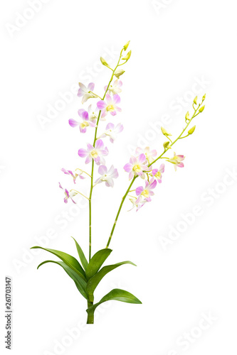 flower plant isolated with clipping path