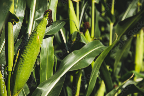 Closeup of a young maize plant in summer. Corn field
