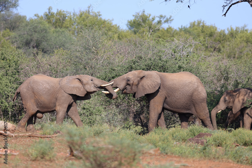 Fototapeta premium Afrikanischer Elefant / African elephant / Loxodonta africana.