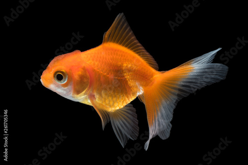 Goldfish isolated on black background