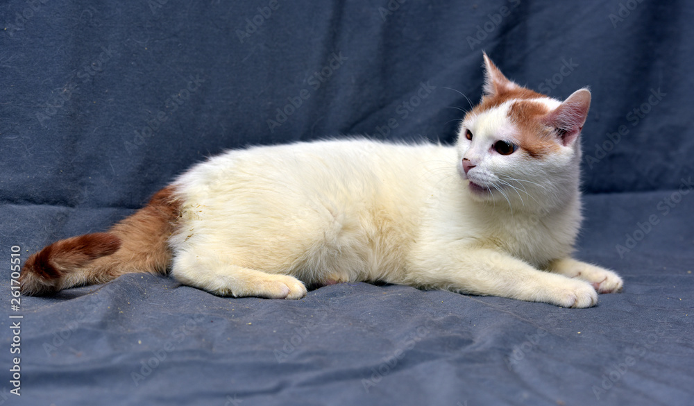 white with red ears and tail shorthair cat