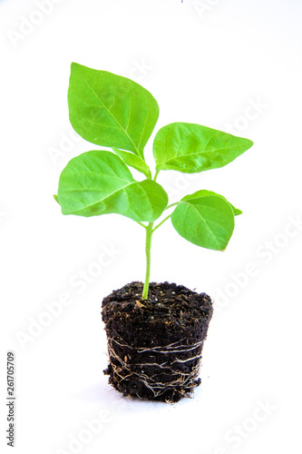 young plant in a pot isolated on white