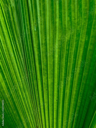 green palm leaves macro background 