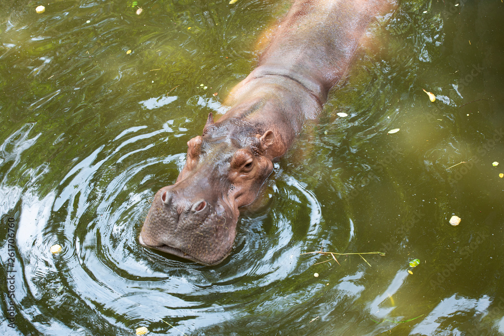 Fototapeta premium The common hippopotamus in the water.