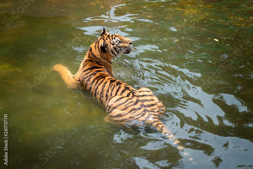 Close up 0f Sumatran Tiger in the water photo