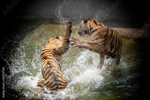 Two Siberian Tigers in fight with each other in the water.