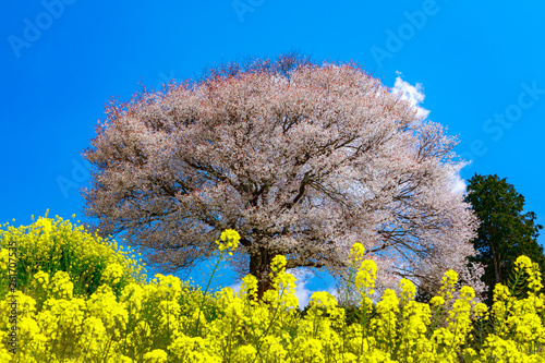 馬場の山桜