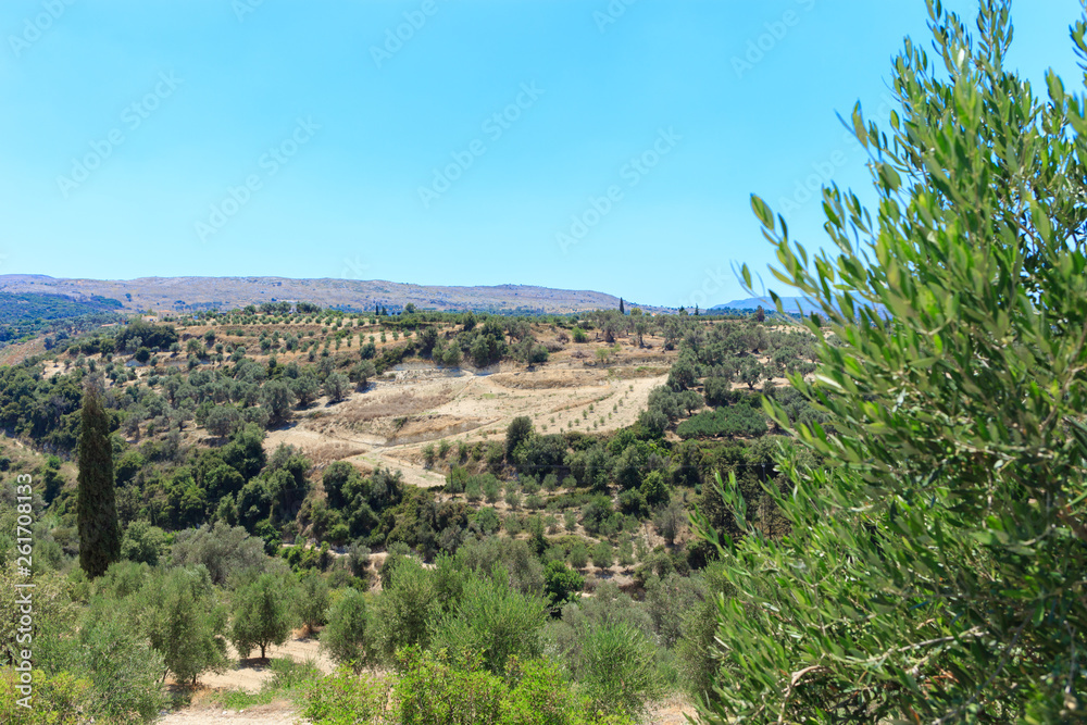 Olive plantation in Crete, the island of olive trees.