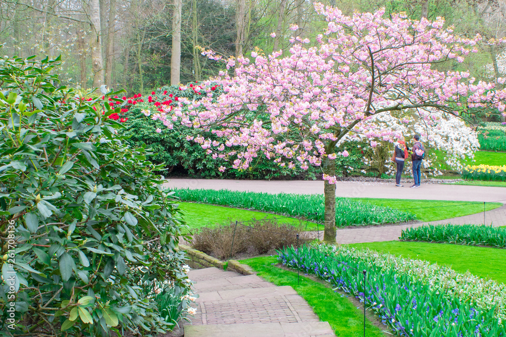 Sakura blooming near the lake among the blooming spring flowers in the Keukenhof botanical garden, Netherlands.