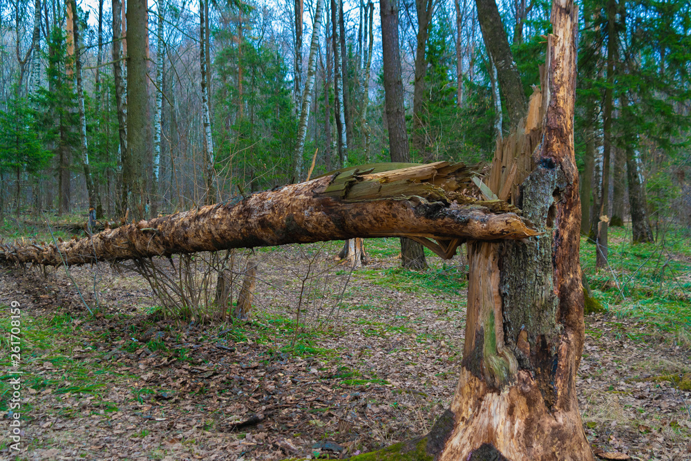 Fallen tree in the forest Fallen tree in the forest