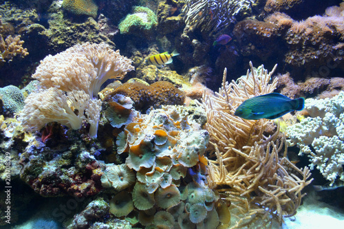 Colored exotic fish under the water. Life in an aquarium. Underwater coral reef background.   cean wildlife.