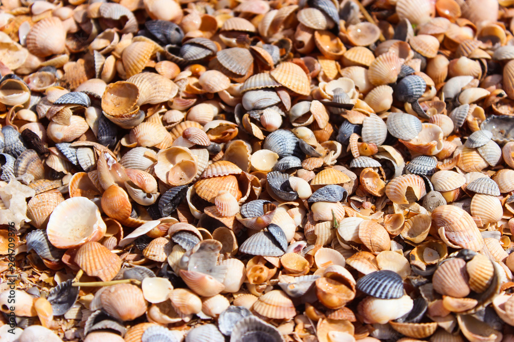 Small seashells in summer on the beach by the sea
