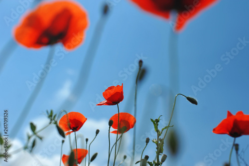 Red poppies and grass against the blue sky