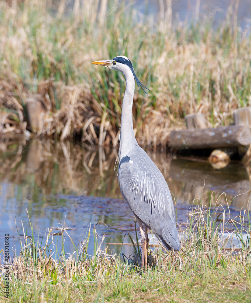 Grey heron bird standing at the water