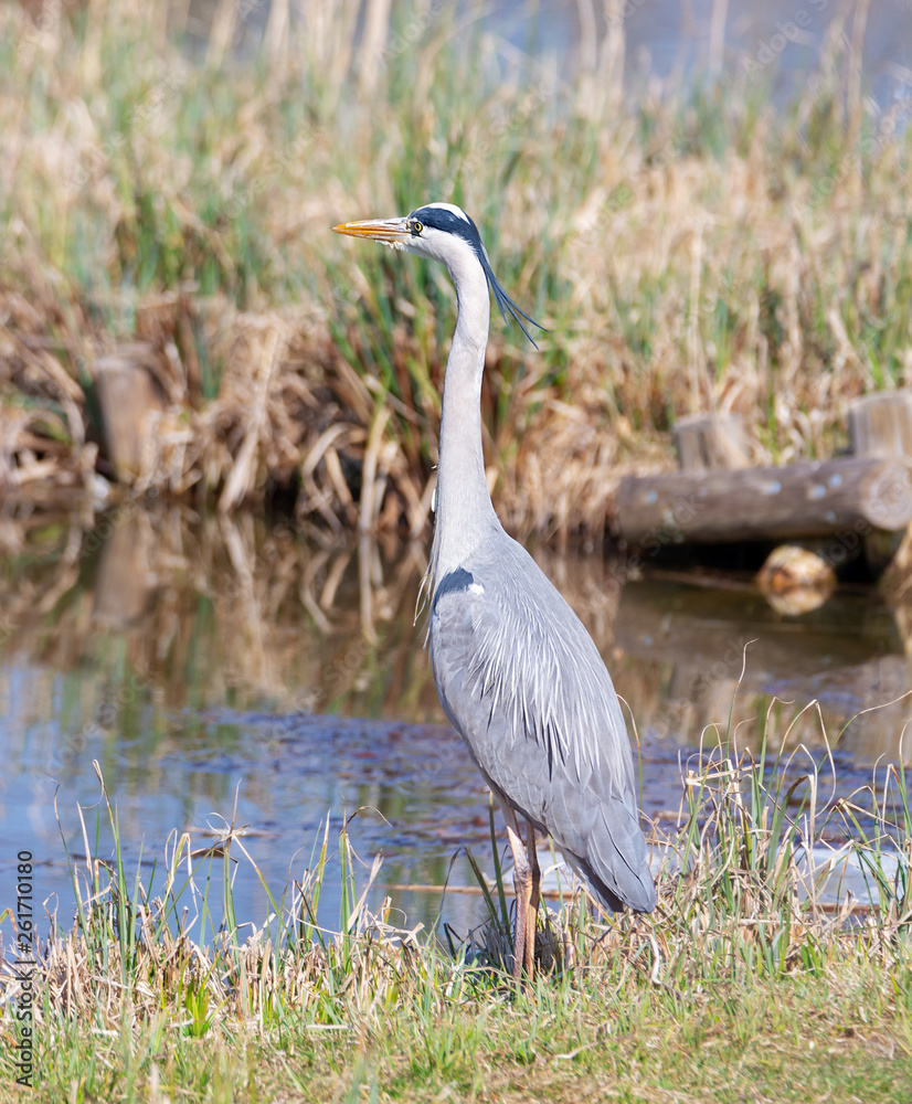 Naklejka premium Grey heron bird standing at the water