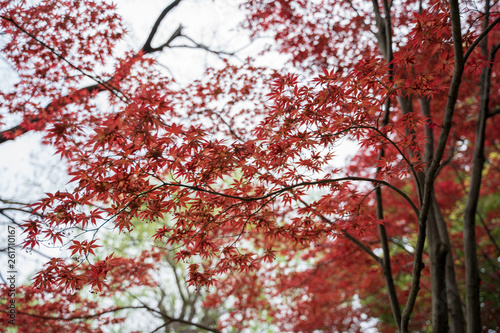 KIYOSUMI TEIEN garden in TOKYO,JAPAN. Spring