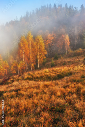 autumn forest. fog in a beautiful forest. morning in the fairy forest