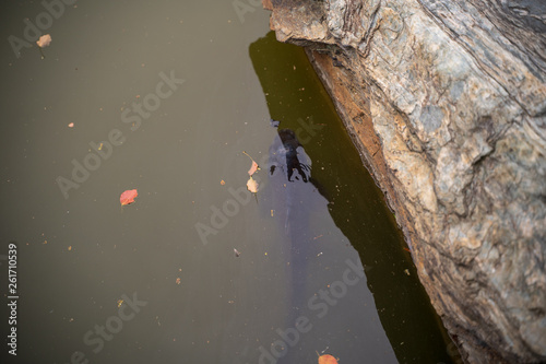 KIYOSUMI TEIEN garden in TOKYO,JAPAN. Spring