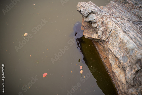 KIYOSUMI TEIEN garden in TOKYO,JAPAN. Spring